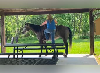 American Quarter Horse, Giumenta, 6 Anni, 152 cm, Grigio