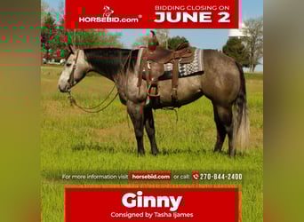 American Quarter Horse, Giumenta, 6 Anni, 152 cm, Grigio