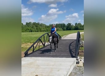 American Quarter Horse, Giumenta, 6 Anni, 152 cm, Grigio