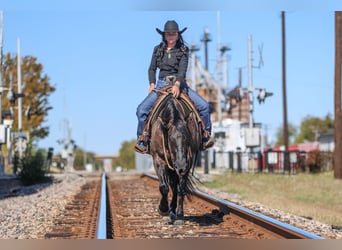 American Quarter Horse, Giumenta, 6 Anni, 152 cm, Grullo