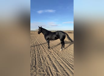 American Quarter Horse, Giumenta, 6 Anni, 152 cm, Morello