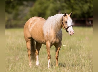 American Quarter Horse, Giumenta, 6 Anni, 152 cm, Palomino