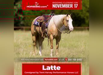 American Quarter Horse, Giumenta, 6 Anni, 152 cm, Palomino