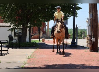 American Quarter Horse, Giumenta, 6 Anni, 152 cm, Pelle di daino