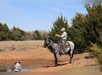 American Quarter Horse, Giumenta, 6 Anni, 152 cm, Roano blu