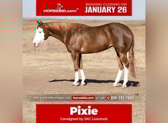 American Quarter Horse, Giumenta, 6 Anni, 152 cm, Sauro ciliegia