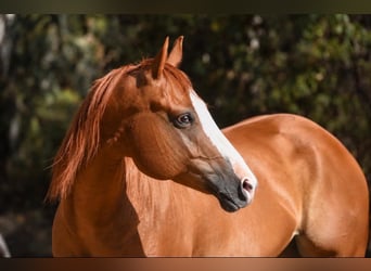 American Quarter Horse, Giumenta, 6 Anni, 152 cm, Sauro ciliegia