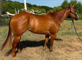 American Quarter Horse, Giumenta, 6 Anni, 152 cm, Sauro ciliegia