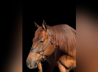 American Quarter Horse, Giumenta, 6 Anni, 152 cm, Sauro ciliegia