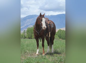 American Quarter Horse, Giumenta, 6 Anni, 152 cm, Sauro ciliegia