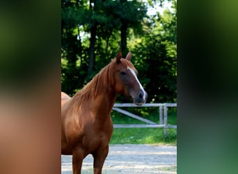 American Quarter Horse, Giumenta, 6 Anni, 154 cm, Sauro