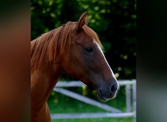 American Quarter Horse, Giumenta, 6 Anni, 154 cm, Sauro