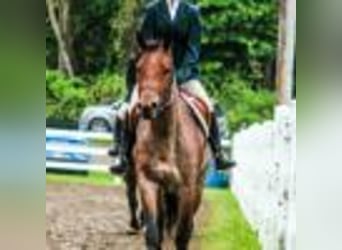 American Quarter Horse, Giumenta, 6 Anni, 155 cm, Baio roano
