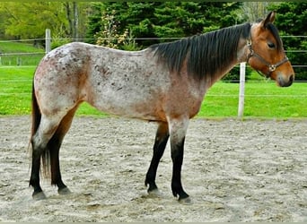American Quarter Horse, Giumenta, 6 Anni, 155 cm, Baio roano