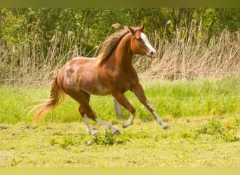 American Quarter Horse, Giumenta, 6 Anni, 155 cm, Rabicano