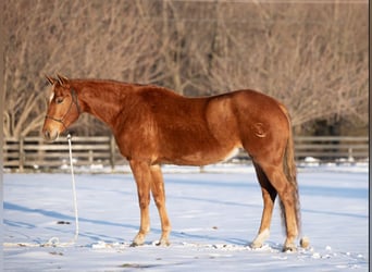 American Quarter Horse, Giumenta, 6 Anni, 155 cm, Sauro ciliegia