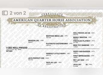 American Quarter Horse, Giumenta, 6 Anni, 156 cm, Baio