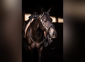 American Quarter Horse, Giumenta, 6 Anni, 156 cm, Baio scuro