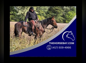 American Quarter Horse, Giumenta, 6 Anni, 157 cm, Baio roano
