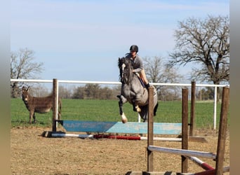 American Quarter Horse, Giumenta, 6 Anni, 157 cm, Roano blu
