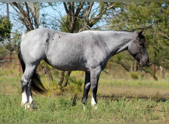 American Quarter Horse, Giumenta, 6 Anni, 157 cm, Roano blu