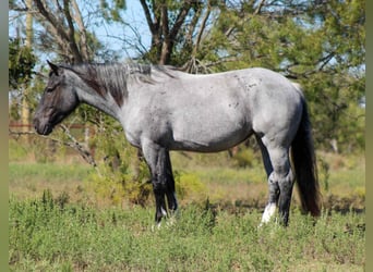 American Quarter Horse, Giumenta, 6 Anni, 157 cm, Roano blu