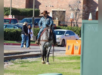 American Quarter Horse, Giumenta, 6 Anni, 157 cm, Roano blu