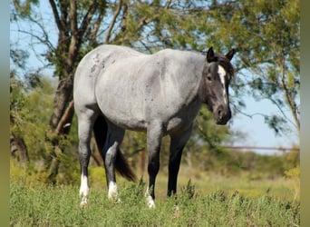 American Quarter Horse, Giumenta, 6 Anni, 157 cm, Roano blu