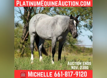 American Quarter Horse, Giumenta, 6 Anni, 157 cm, Roano blu
