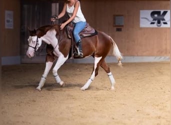 American Quarter Horse, Giumenta, 6 Anni, 157 cm, Sauro