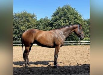American Quarter Horse, Giumenta, 6 Anni, 158 cm, Baio nero