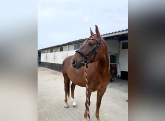 American Quarter Horse Mix, Giumenta, 6 Anni, 158 cm, Sauro scuro
