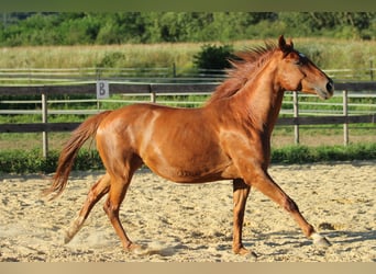 American Quarter Horse Mix, Giumenta, 6 Anni, 162 cm, Sauro