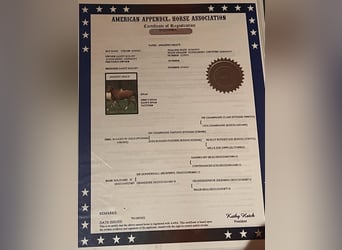 American Quarter Horse Mix, Giumenta, 6 Anni, 162 cm, Sauro