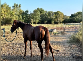 American Quarter Horse, Giumenta, 6 Anni, 163 cm, Baio ciliegia