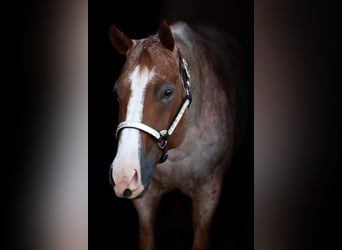 American Quarter Horse, Giumenta, 6 Anni, 163 cm, Roano rosso