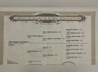 American Quarter Horse, Giumenta, 6 Anni, 168 cm, Grigio