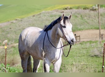 American Quarter Horse, Giumenta, 6 Anni, 168 cm, Grigio