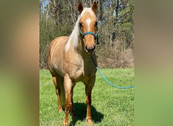 American Quarter Horse, Giumenta, 6 Anni, 60 cm, Cremello