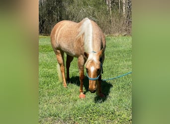 American Quarter Horse, Giumenta, 6 Anni, 60 cm, Cremello