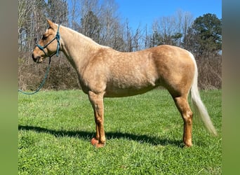American Quarter Horse, Giumenta, 6 Anni, 60 cm, Cremello