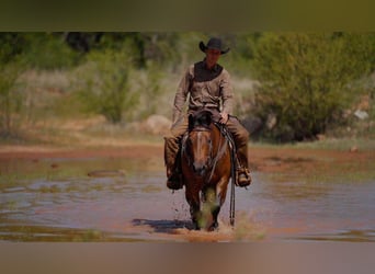 American Quarter Horse, Giumenta, 6 Anni, Baio ciliegia