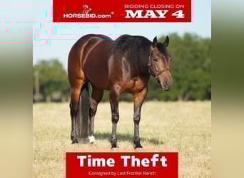 American Quarter Horse, Giumenta, 6 Anni, Baio ciliegia