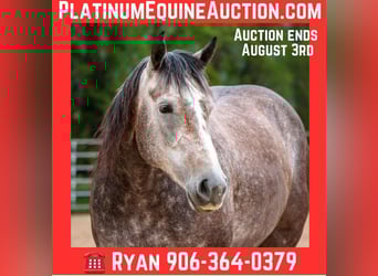 American Quarter Horse, Giumenta, 6 Anni, Grigio pezzato