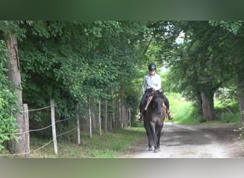 American Quarter Horse, Giumenta, 6 Anni, Grullo