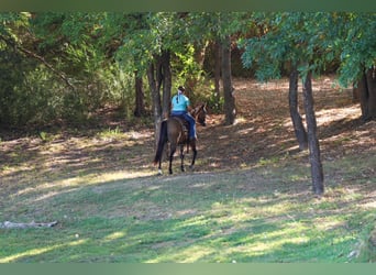 American Quarter Horse, Giumenta, 6 Anni, Grullo