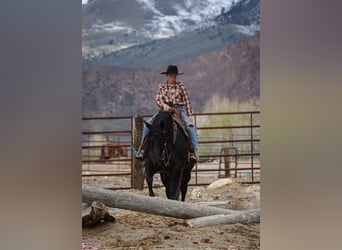 American Quarter Horse, Giumenta, 6 Anni, Morello