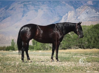 American Quarter Horse, Giumenta, 6 Anni, Morello