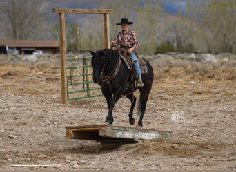 American Quarter Horse, Giumenta, 6 Anni, Morello