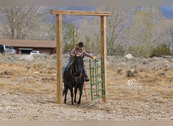American Quarter Horse, Giumenta, 6 Anni, Morello